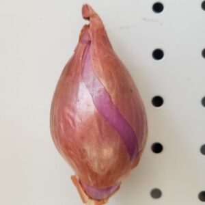 Shallot Onion (Fresh)