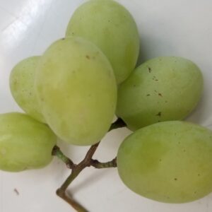 Green seedless Grape