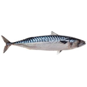 Mackerel Fresh Fish