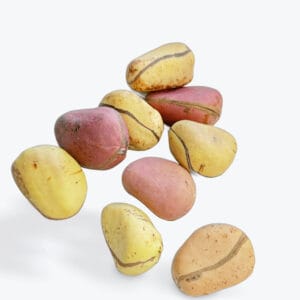 Hausa Kola